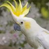 White Yellow Cockatoos paint by numbers