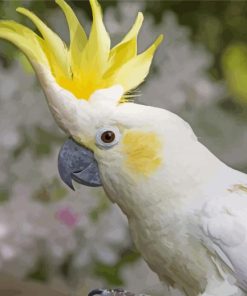 White Yellow Cockatoos paint by numbers