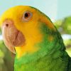 Yellow Head Amazon Parrot paint by numbers