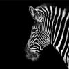 Zebra Animal paint by numbers