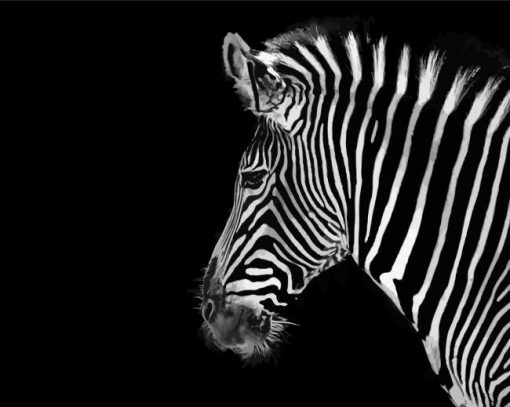 Zebra Animal paint by numbers