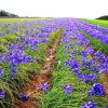 Iris Flowers Field paint by number