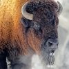 American Bison paint by number