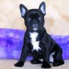 Black Frenchton Dog paint by number