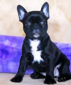 Black Frenchton Dog paint by number