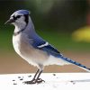 Cute Blue Jay Bird paint by number