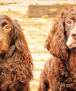 Boykin Spaniel Puppies paint by number