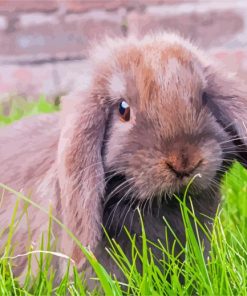 Brown Mini Lop paint by number