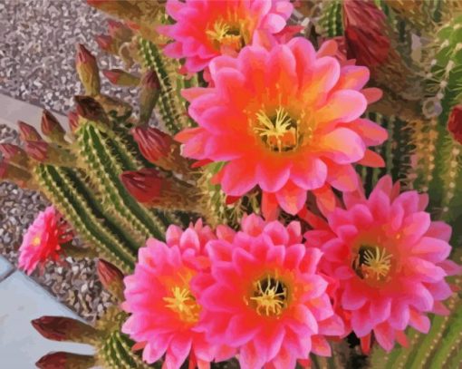 Cactus With Pink Roses paint by number