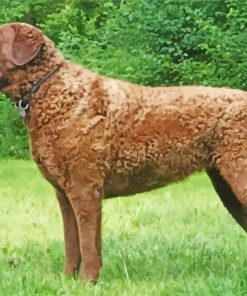 Chesapeake Bay Retriever paint by number