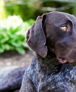 German Shorthaired Pointer paint by number