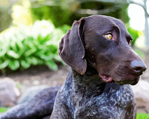 German Shorthaired Pointer paint by number