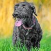 Giant Schnauzer Dog paint by number