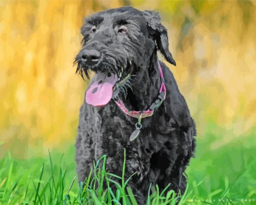 Giant Schnauzer Dog paint by number