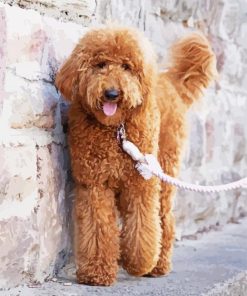 Goldendoodle Dog Pet paint by number