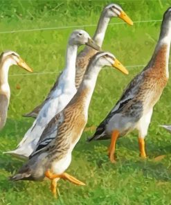 Indian Runner Duck Birds paint by number