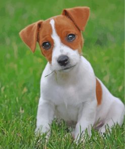 Jack Russell Terrier Puppy paint by number