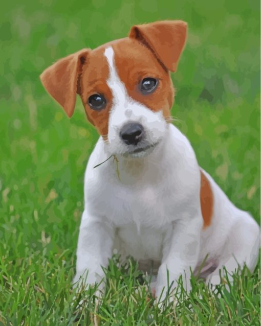 Jack Russell Terrier Puppy paint by number