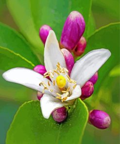 Lemon Blossom Flower paint by number