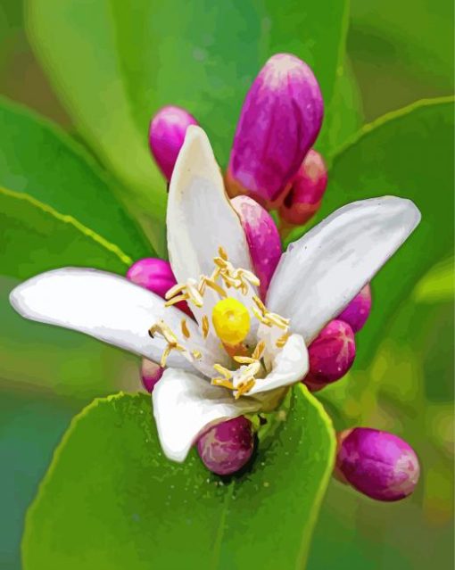 Lemon Blossom Flower paint by number