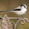 Long Tailed Tits Bird paint by number