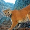 Mountain Lion Cougar paint by number