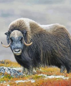 Muskox In The Mountains paint by number