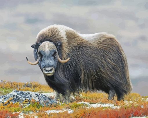 Muskox In The Mountains paint by number