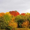 Nonsuch Park Trees paint by number