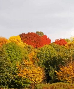 Nonsuch Park Trees paint by number