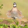 Northern Bobwhite Bird paint by number