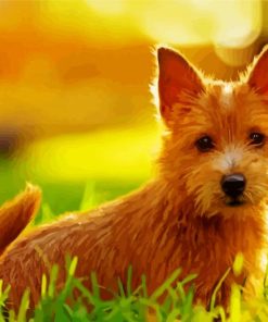 Norwich Terrier paint by number