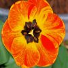 Orange Close Up Tulip paint by number