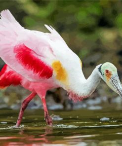 Roseate Spoonbill paint by number