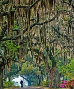 Spanish Moss Trees paint by number