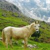 White Mule In The Dunnieh Mountains paint by number