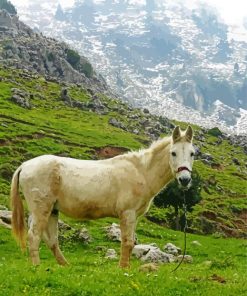 White Mule In The Dunnieh Mountains paint by number