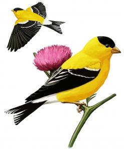 Yellow Finches Art paint by number