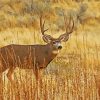 Deer In Desert paint by number