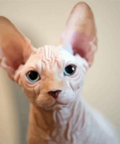 Hairless Cat paint by number