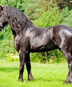 Friesian Horse paint by number