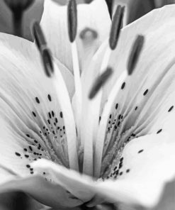 Black And White Flower paint by number