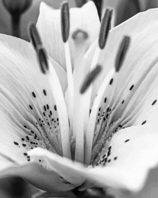 Black And White Flower paint by number