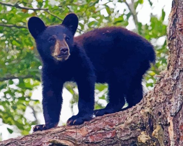 Black Bear Cub paint by number