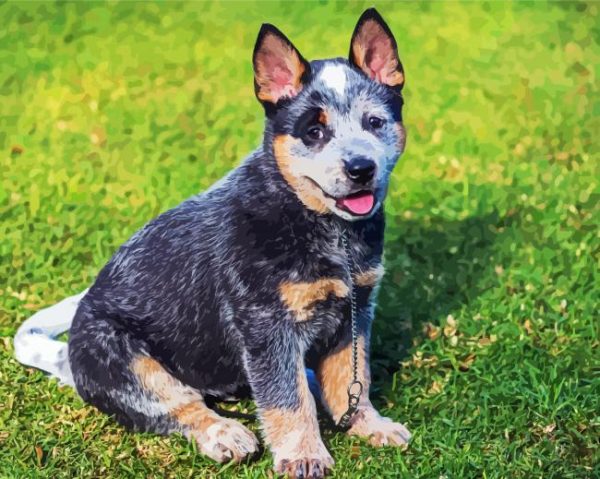 Blue Heeler Puppy paint by number