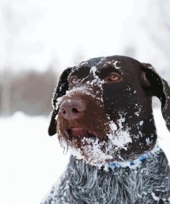 Brown Wire Haired Dog In Snow paint by number