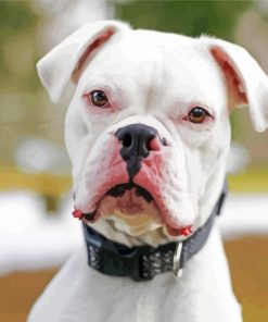 Deaf White Boxer paint by number