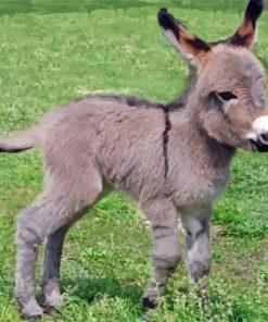 Grey Mini Donkey paint by number