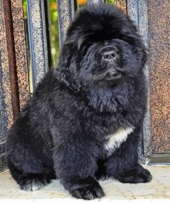 Little Newfoundland Puppy paint by number