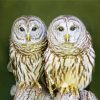 Owl Couple Love paint by number